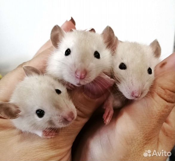 Крыса крыски крысята Дамбо сиамские