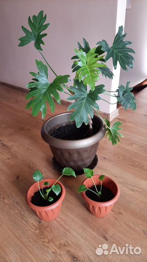 Замиокулькас Фикусы разные
