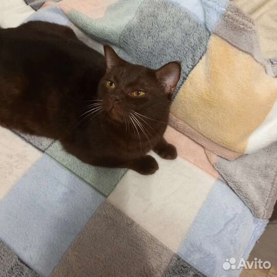 Коты в добрые руки 2 года