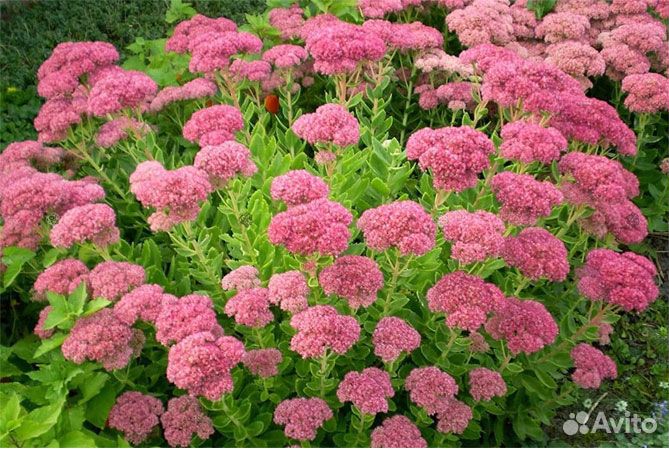 Многолетние, однолетние цветы