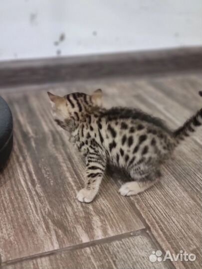 Бенгальская