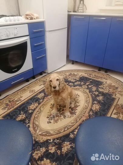 Собака в добрые руки отдам бесплатно