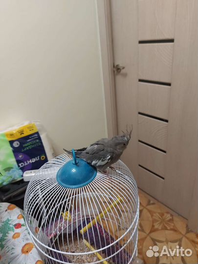 Попугай корелла