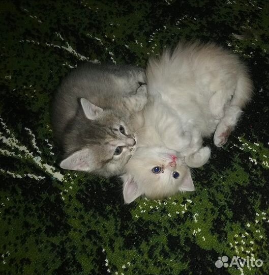 Отдам котят, очень ласковые