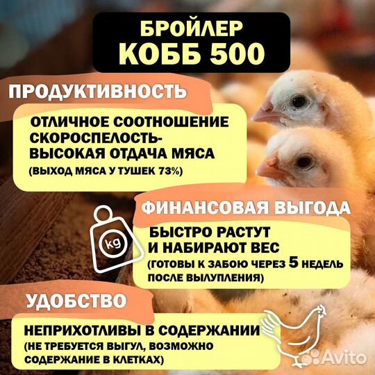 Инкубационное яйцо бройлера кобб 500