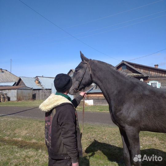 Жеребец орловский рысак