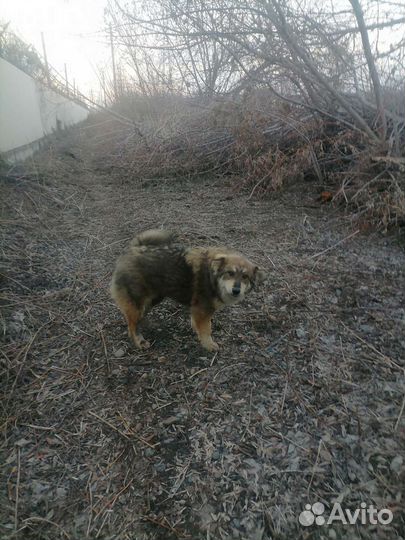 Собаки бесплатно в добрые руки