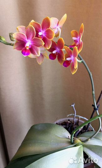 Орхидея ароматная