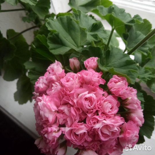 Пеларгония герань