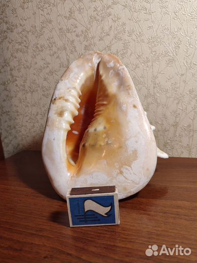 Огромная морская раковина