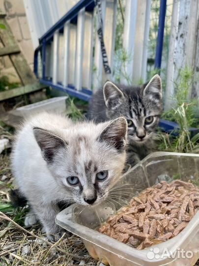 Котята метисы