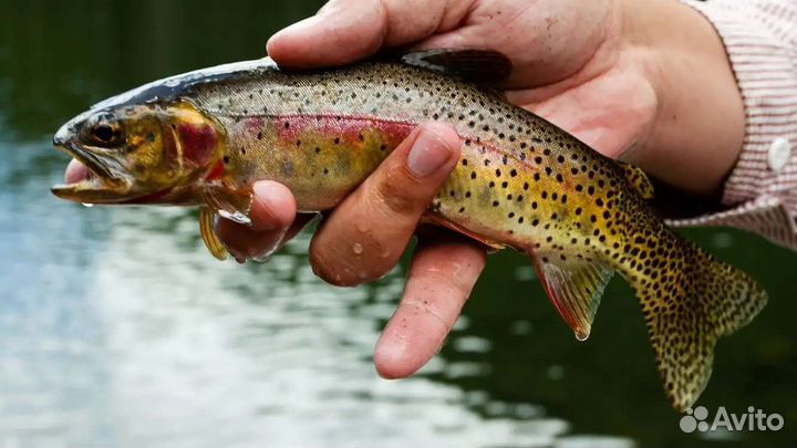 Молодь форели