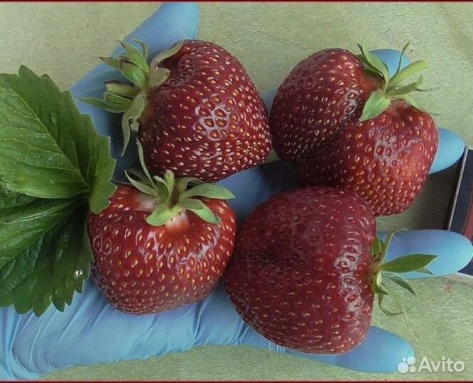 Саженцы ремонтантной клубники