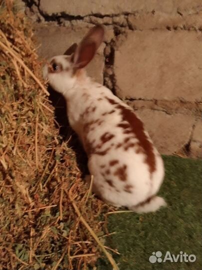 Кролики породы Полтавское серебро, Рэкс