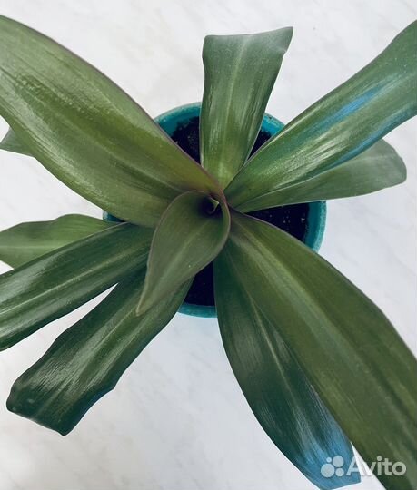 Композиция из 3-7 растений