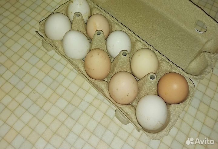 Яйцо куриное, перепелиное
