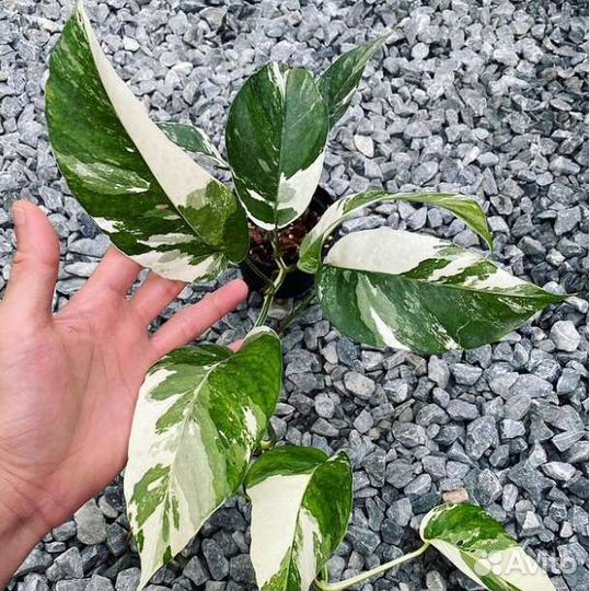 Epipremnum Pinnatum White Variegated