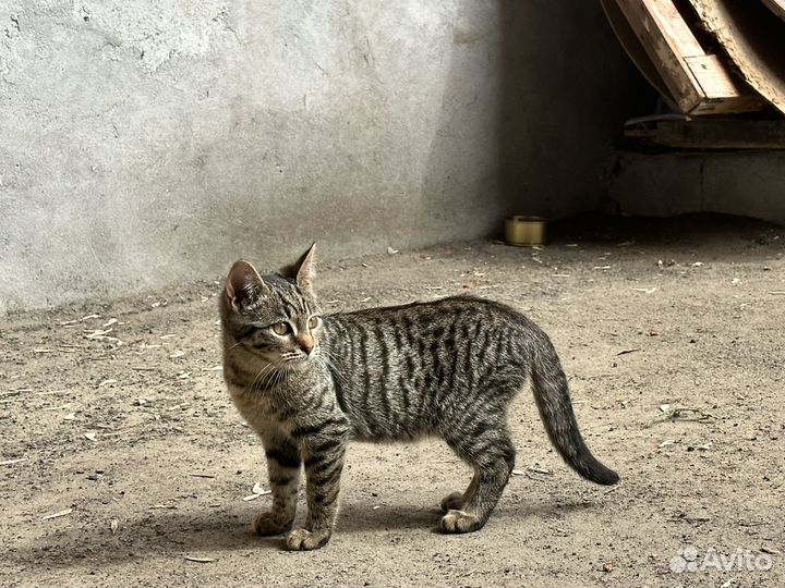 Котята уличные