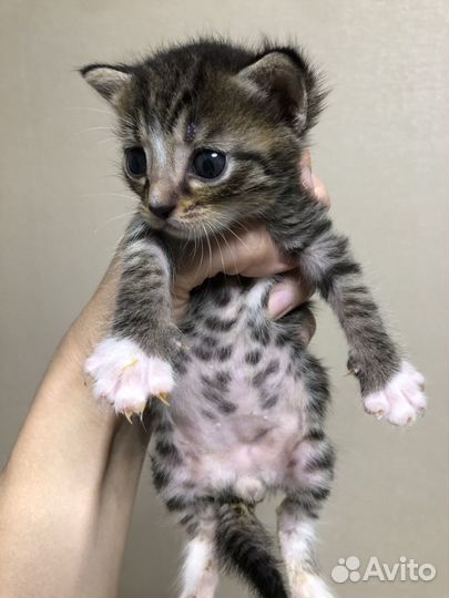 Котенок-полосатик