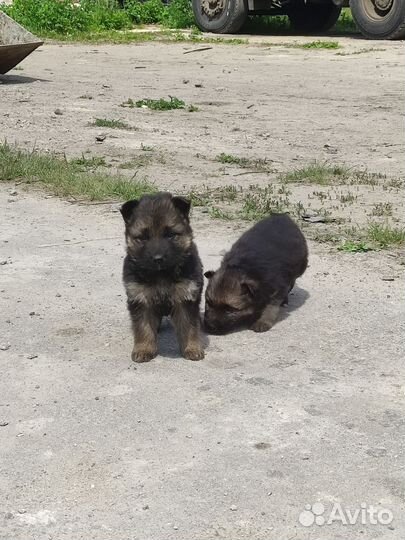 Щенки немецкой овчарки