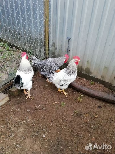 Петухи доменанты