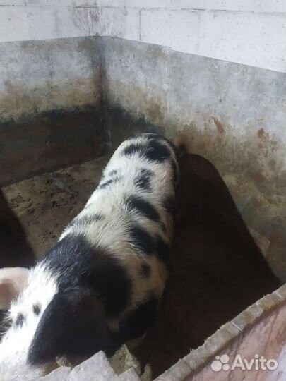 Продам хряка на племя или на мясо цена договорная