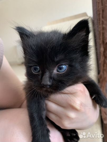 Отдам в добрые руки