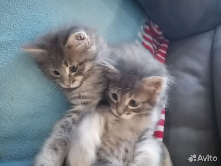 Кошки в добрые руки бесплатно