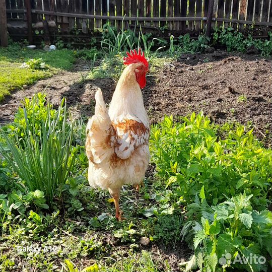 Куры петухи