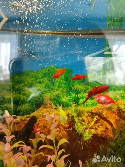 Аквариумные рыбки
