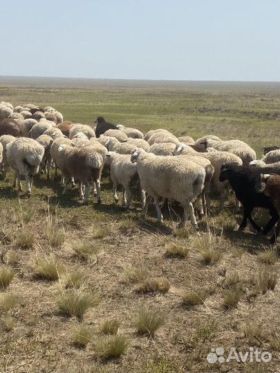 Матки Бараны