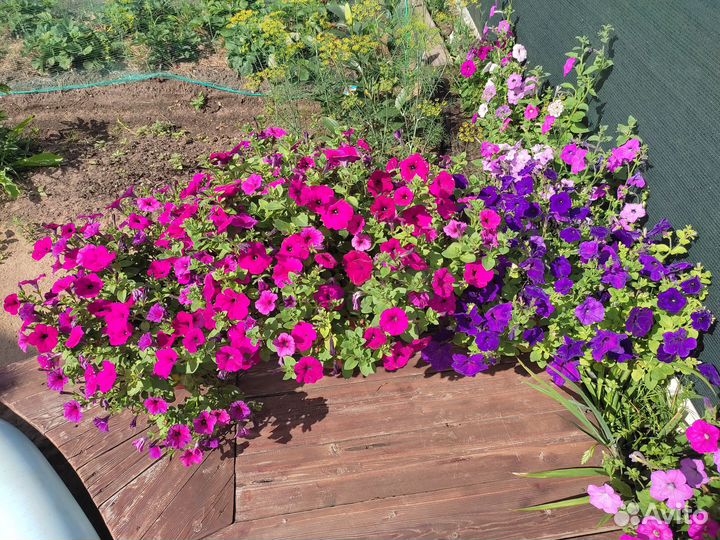 Рассада петуньи