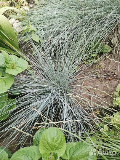 Овсяница сизая