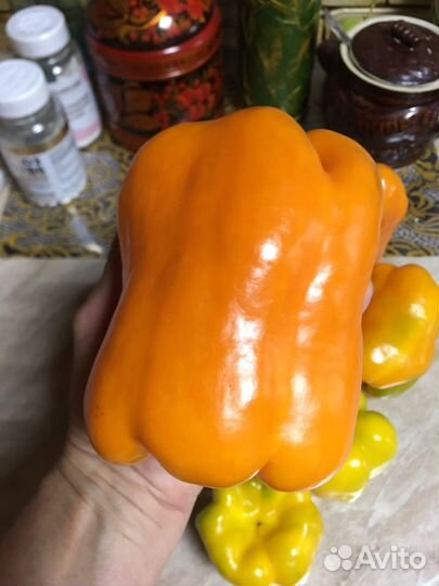 Рассада перца сладкого