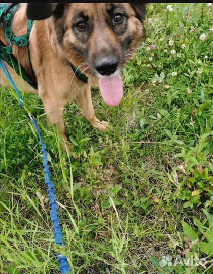 Выгул собак