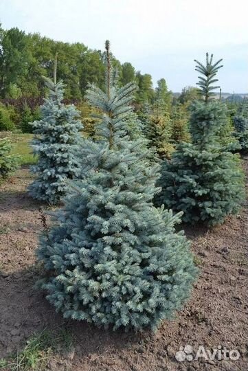 Ель колючая саженцы Глаука Экстра