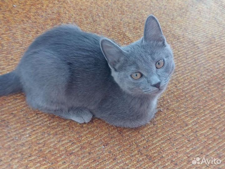 Русская голубая кот