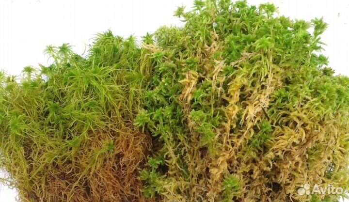 Мох сфагнум живой