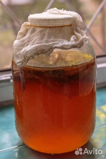 Чайный гриб Камбучо