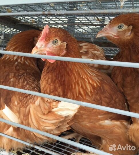 Курочки молодки ломан браун и минорка4- 5,5 мес. О