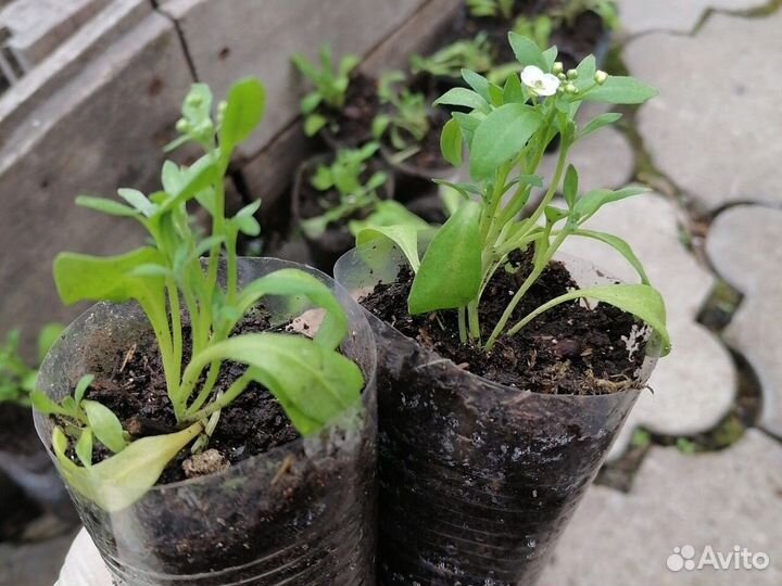 Алиссум клеа кристалл