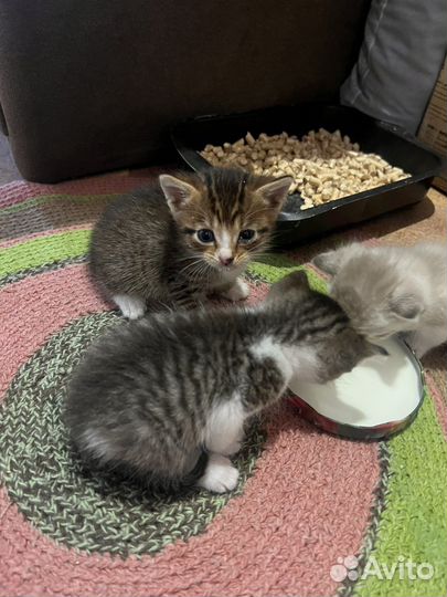 Котята в добрые руки даром