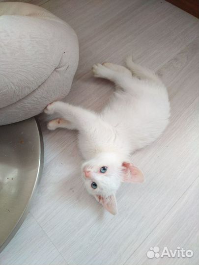 Белые котята бесплатно