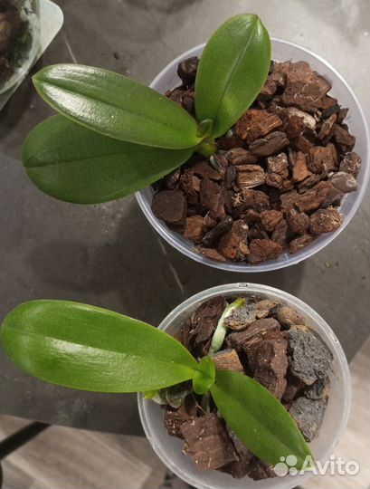 Орхидея фаленопсис детка