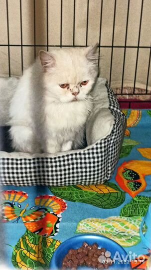 Котик в добрые руки