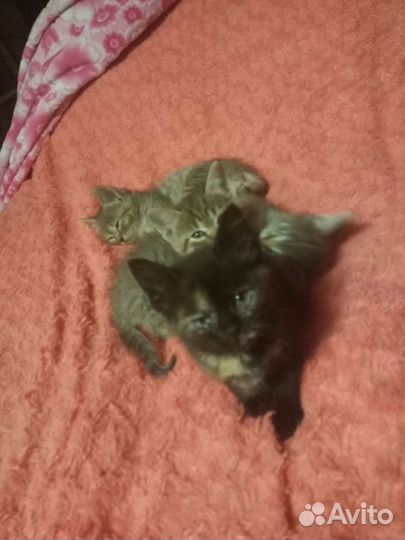 Котята в добрые руки