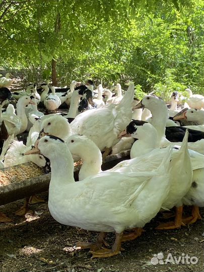 Утки муларды