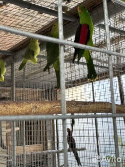 Краснокрылый попугай