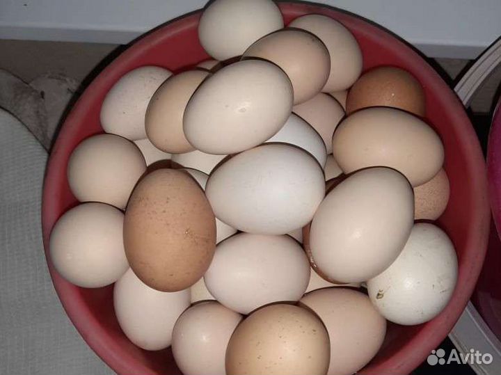 Мясо курица, индюшка, гусь, свинина