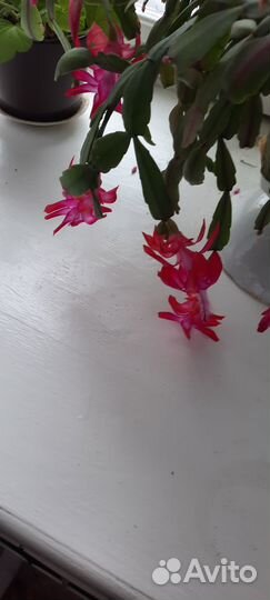 Декабрист шлюмбергера (комнатный цветок)
